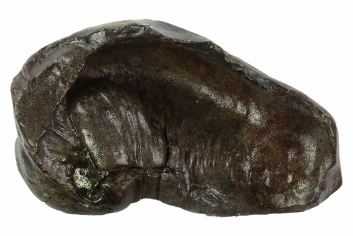 Fossil Whale Ear Bone - Miocene #95742